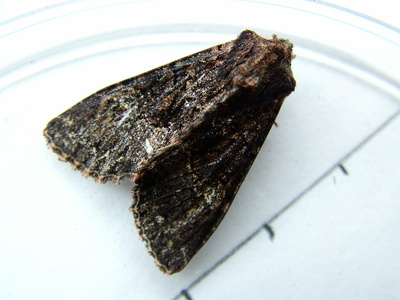 Dark Brocade